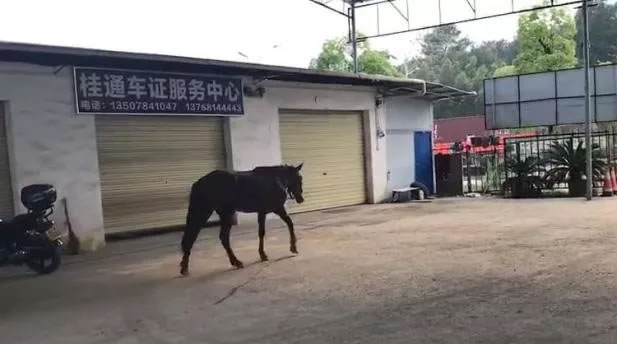 贺州车管所来了一匹马,是要上牌还是要年检?