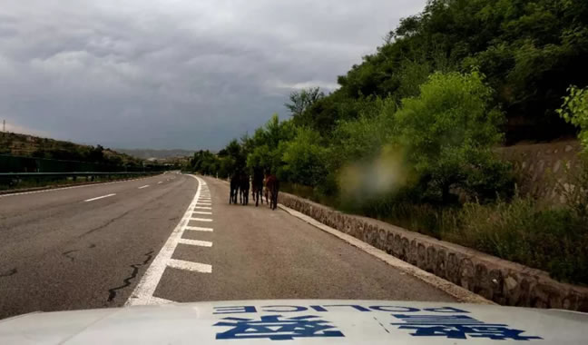 4头毛驴闯进太佳高速,警车尾随3公里安全驱离