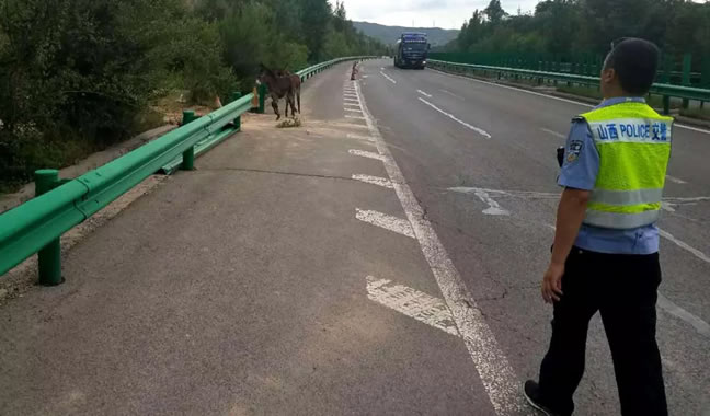 4头毛驴闯进太佳高速,警车尾随3公里安全驱离